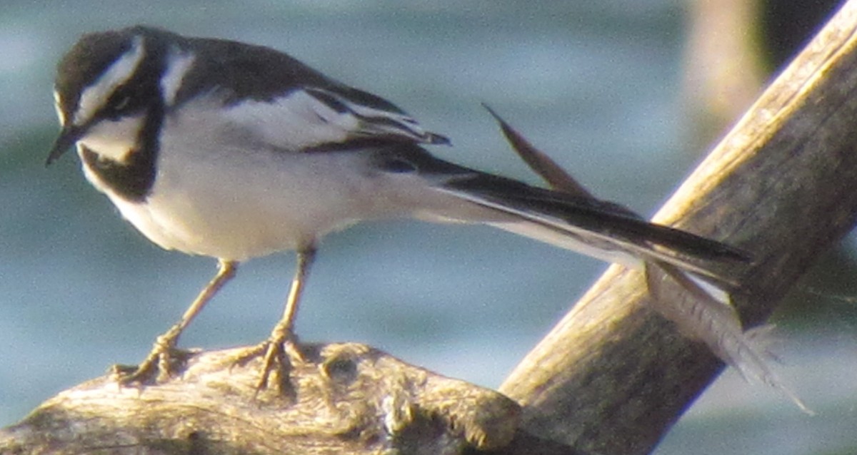 African Pied Wagtail - ML638350248