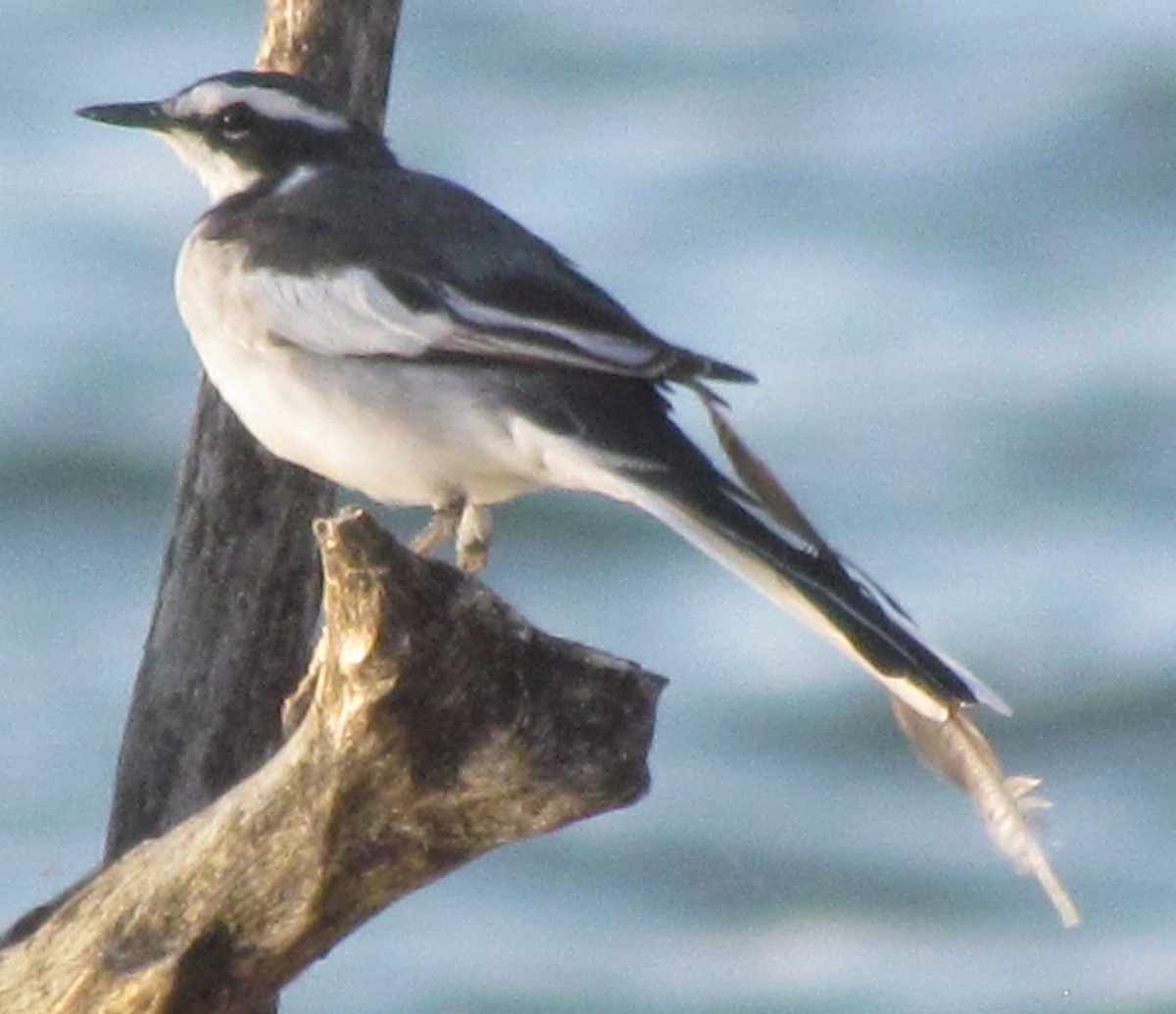 African Pied Wagtail - ML638350249