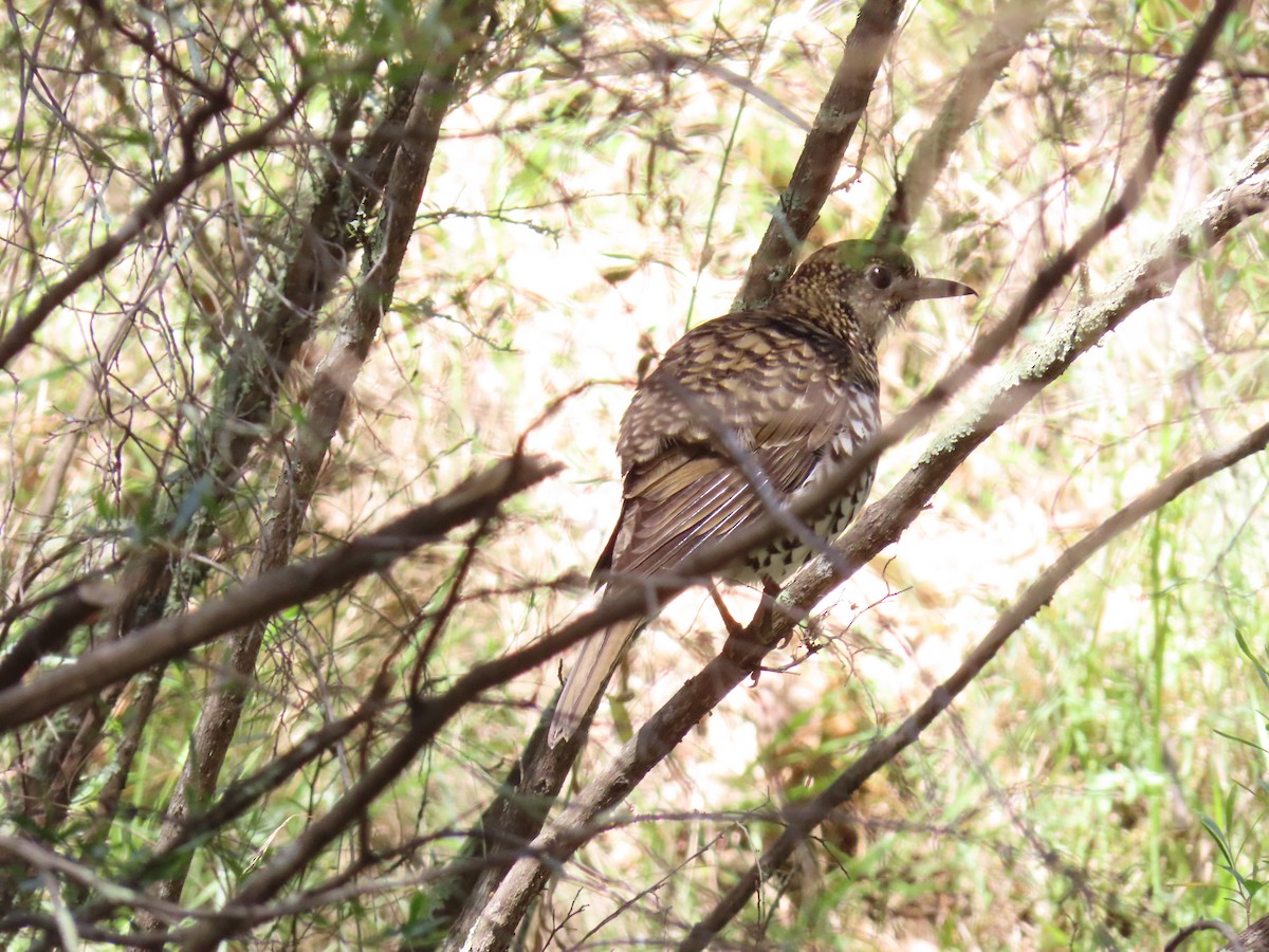 Bassian Thrush - ML638350250