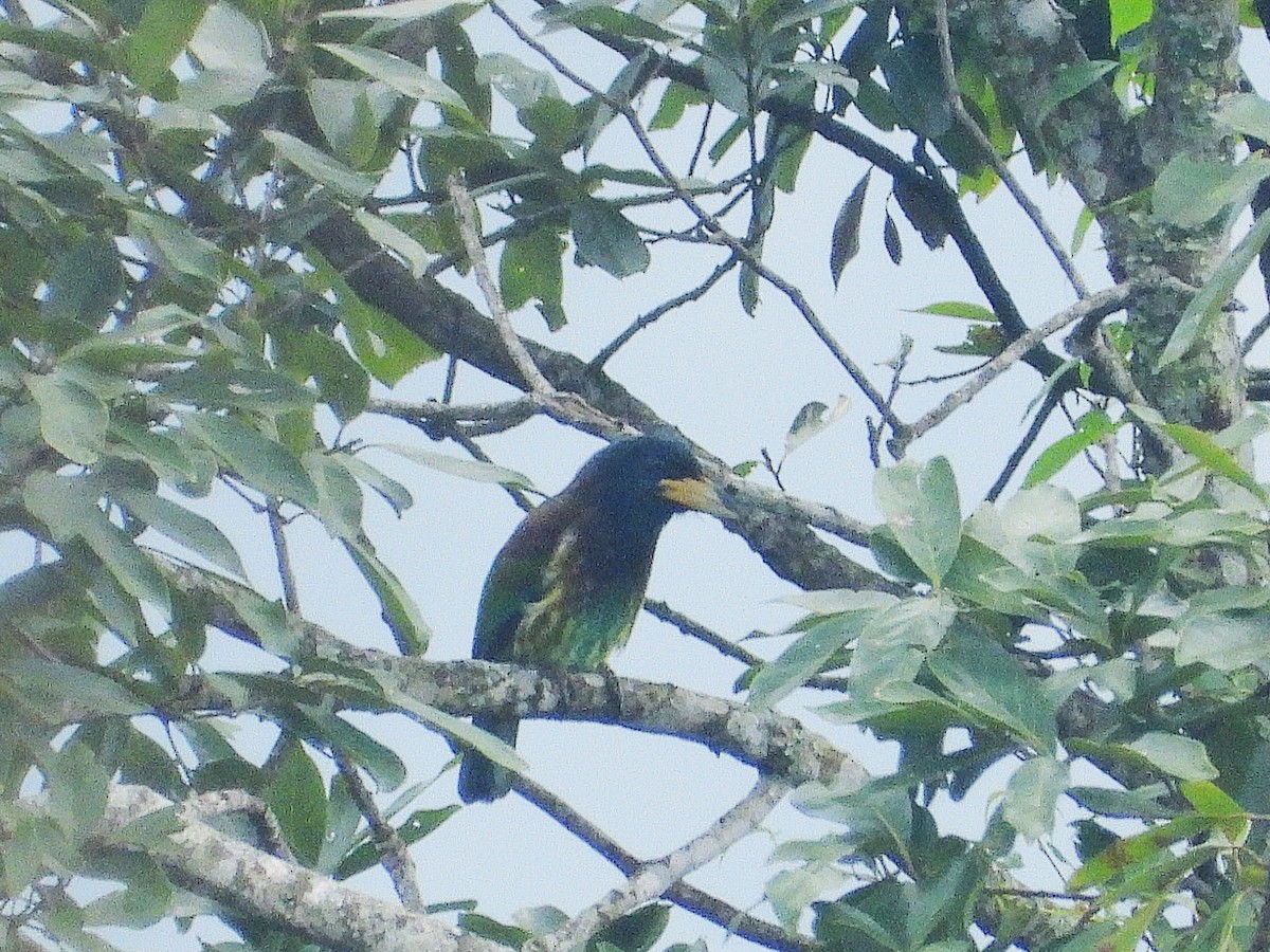Great Barbet - ML638350252