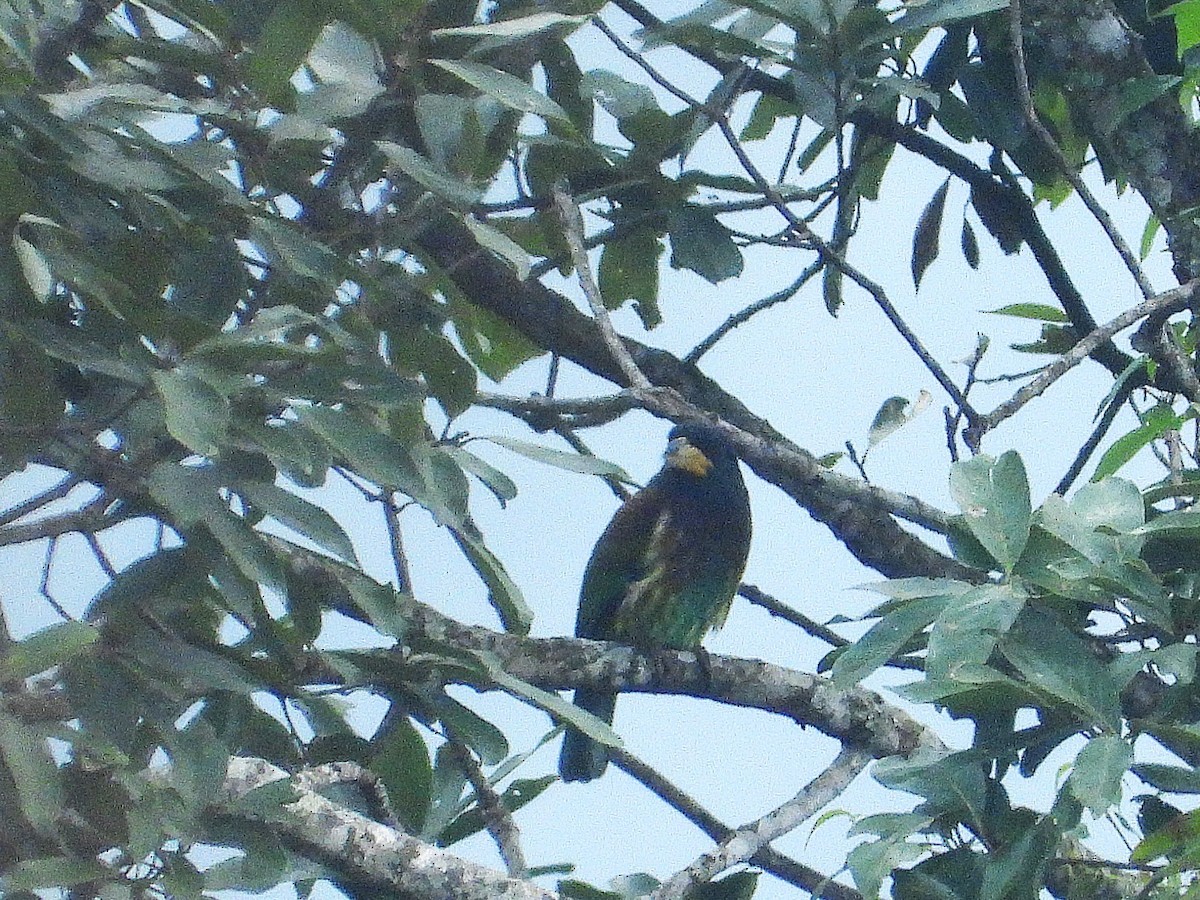 Great Barbet - ML638350253
