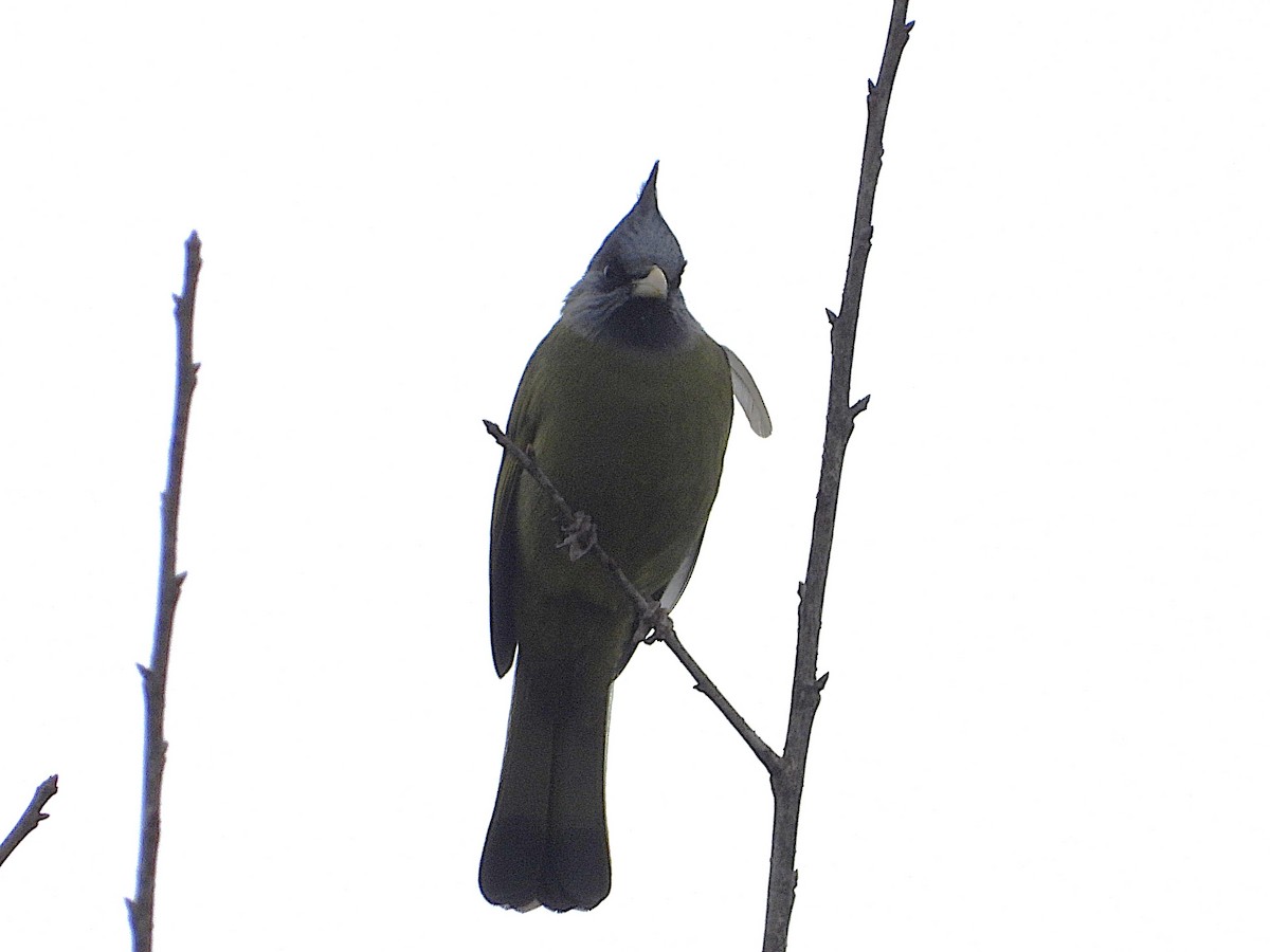 Crested Finchbill - ML638350258