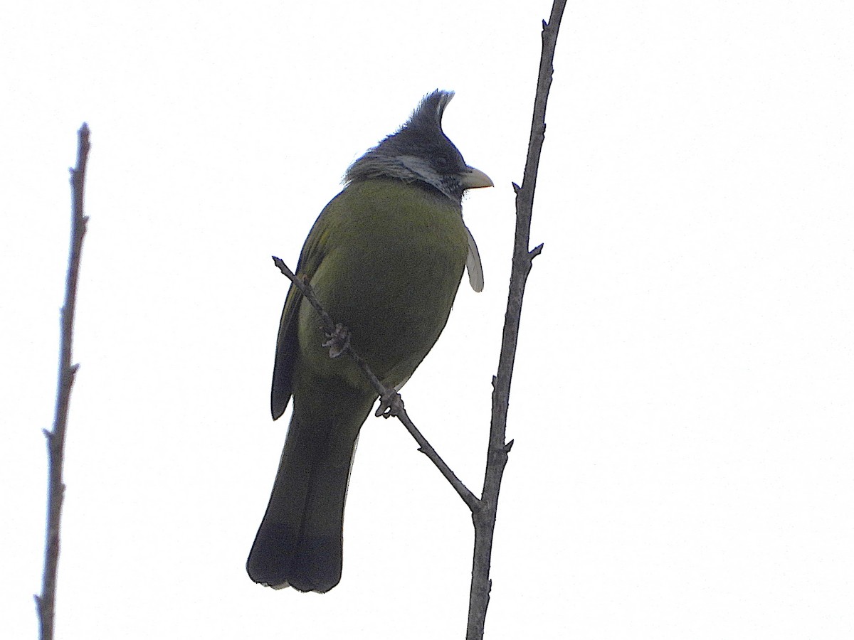 Crested Finchbill - ML638350259
