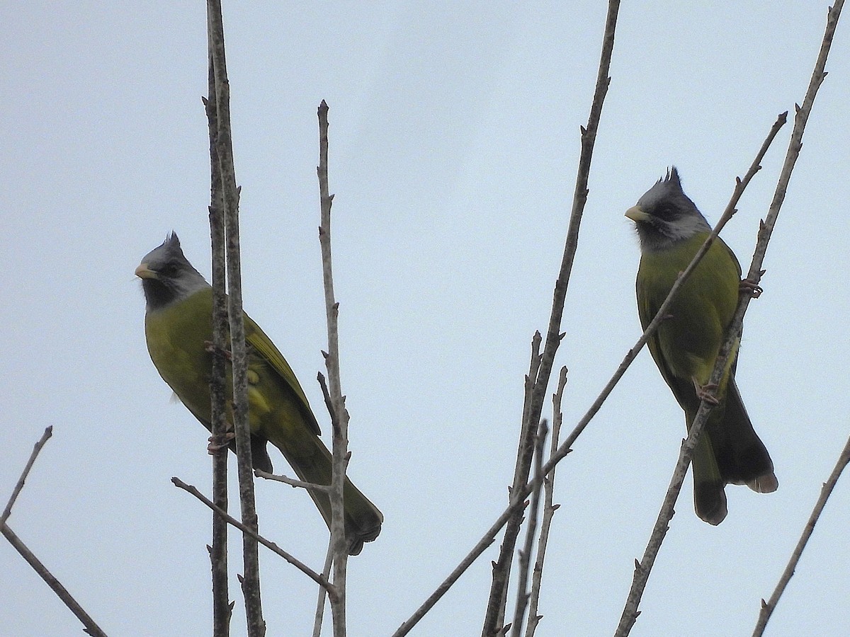 Crested Finchbill - ML638350261