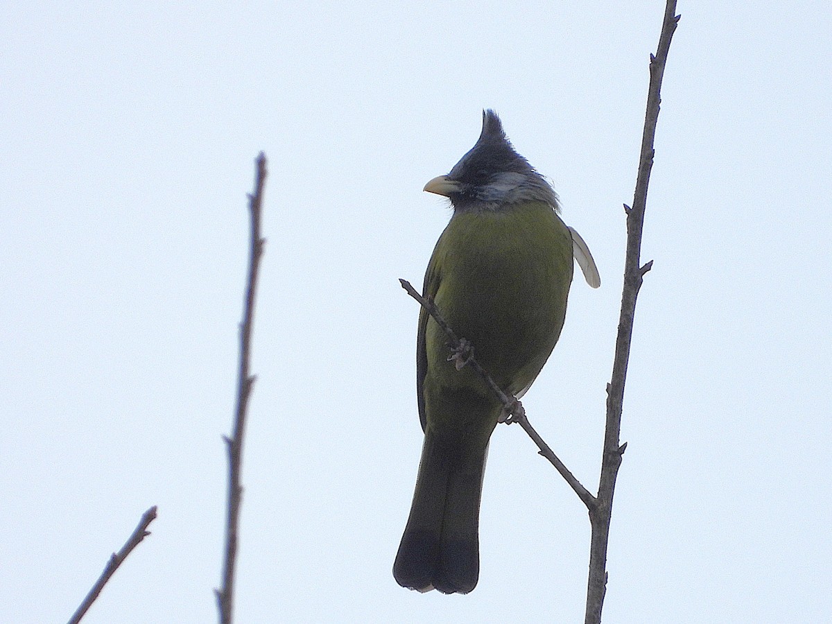 Crested Finchbill - ML638350262