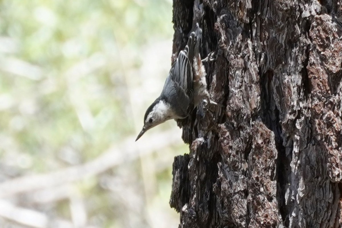 White-breasted Nuthatch - ML638350263