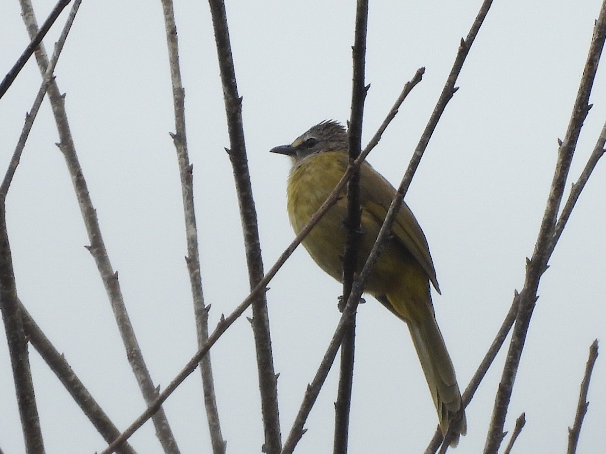 Flavescent Bulbul - ML638350279