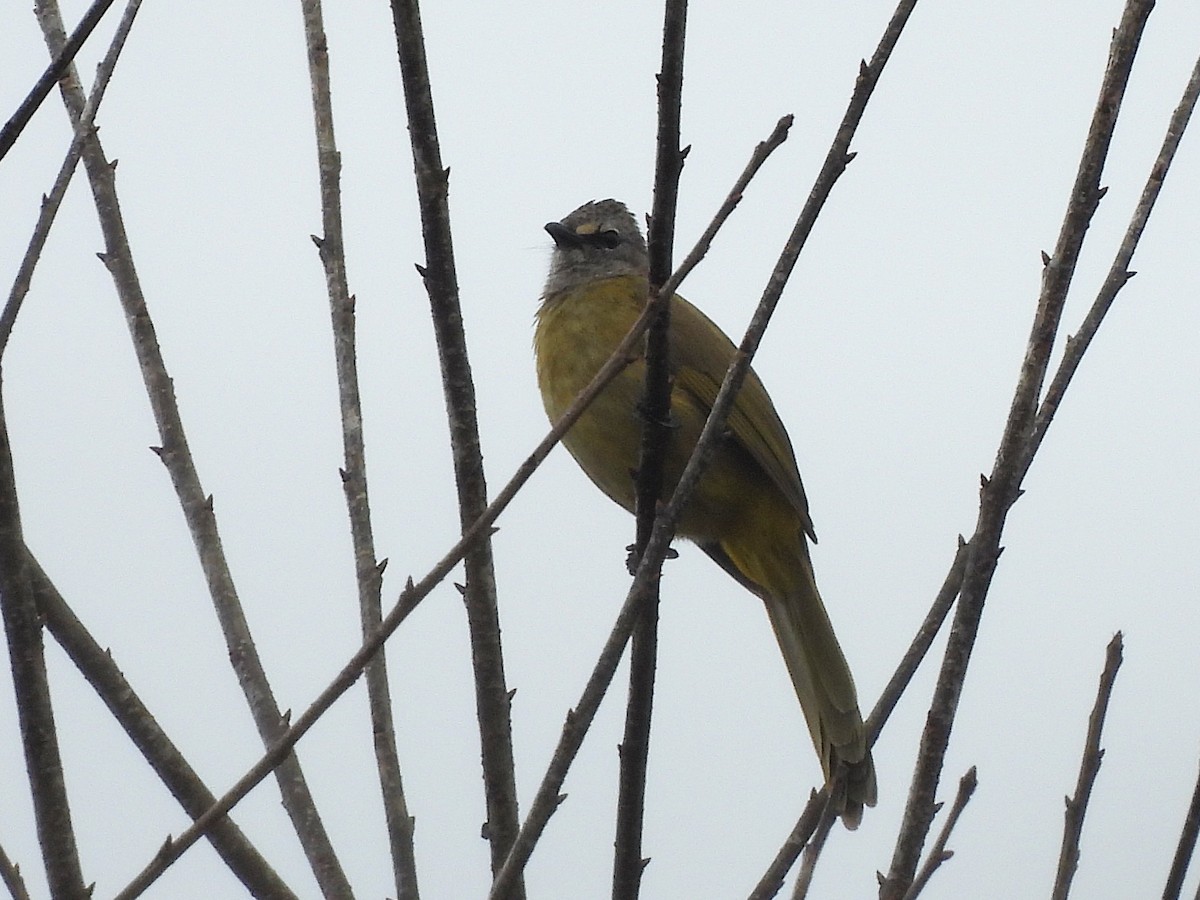 Flavescent Bulbul - ML638350280
