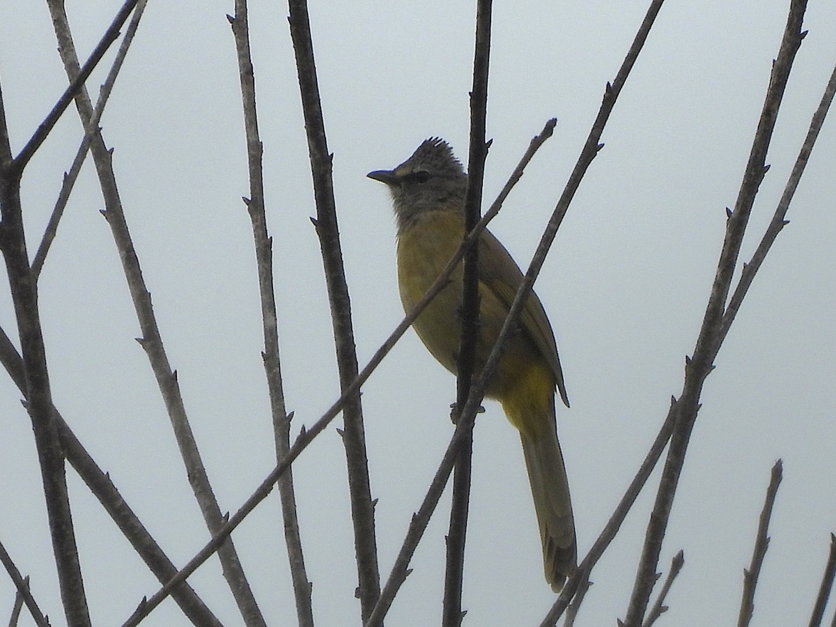 Flavescent Bulbul - ML638350281