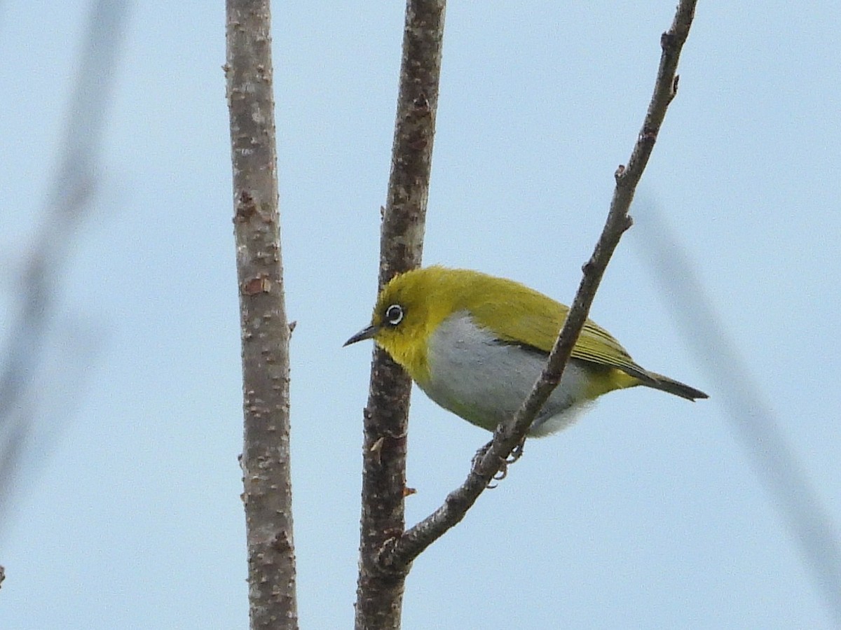 Indian White-eye - ML638350289