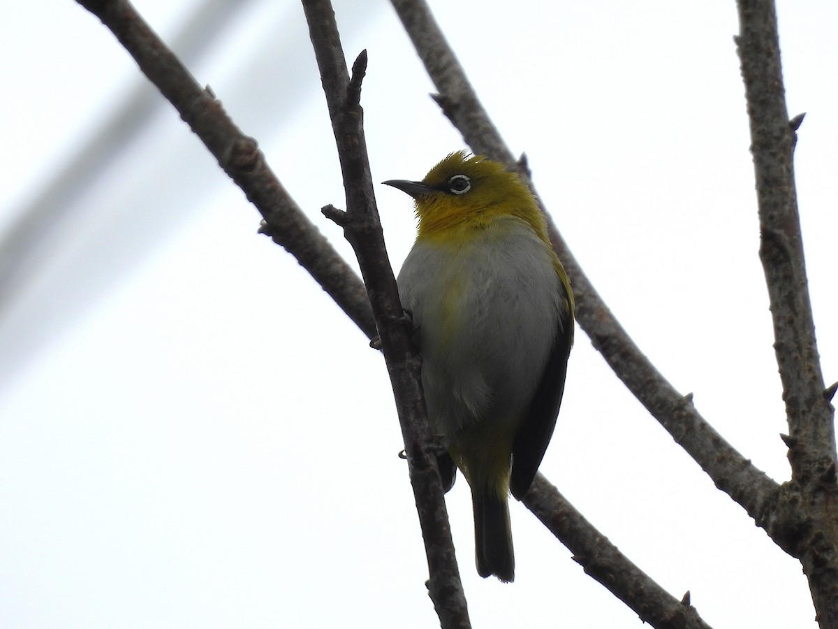 Indian White-eye - ML638350292