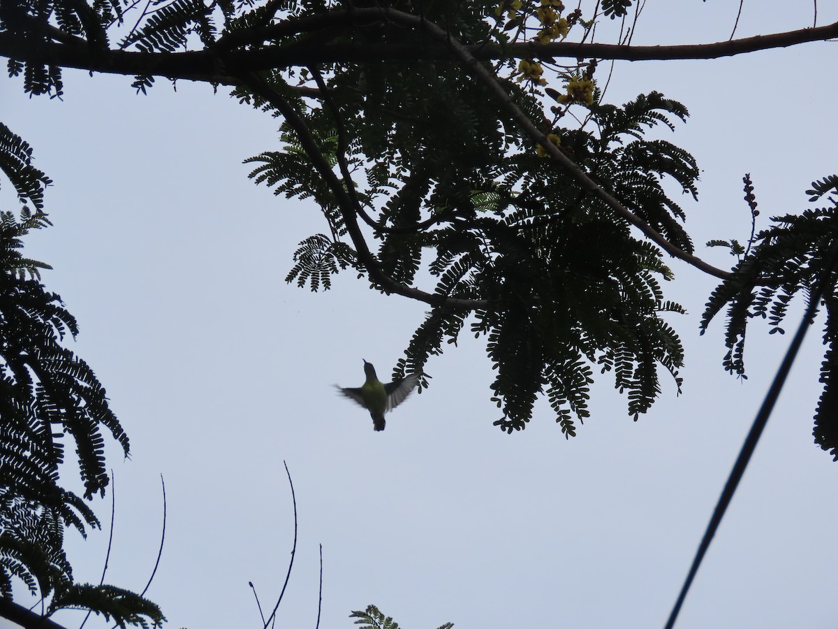Purple-rumped Sunbird - ML638350294