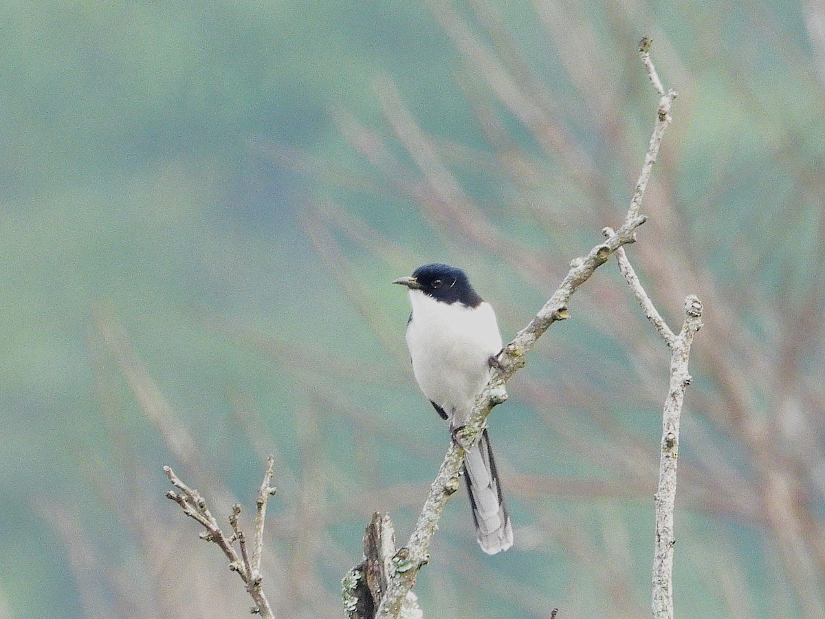 Black-backed Sibia - ML638350295