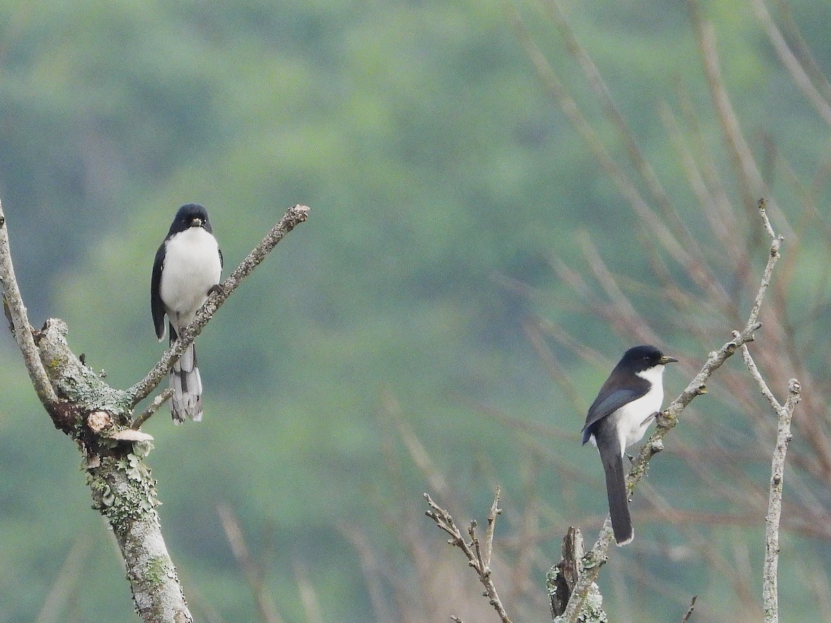 Black-backed Sibia - ML638350296