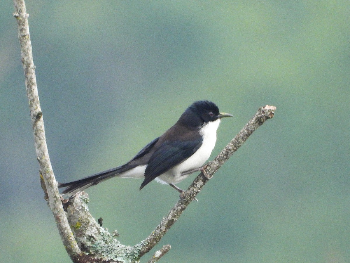 Black-backed Sibia - ML638350297