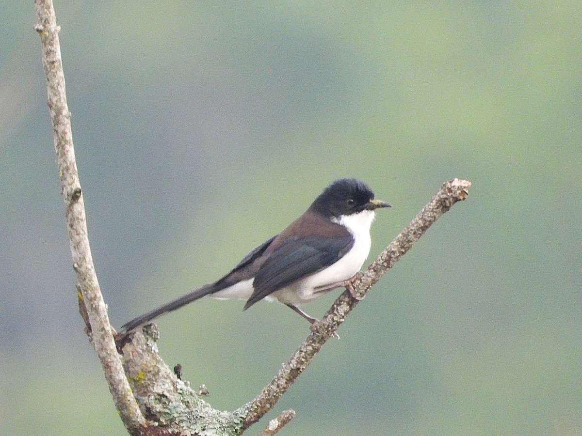 Black-backed Sibia - ML638350298