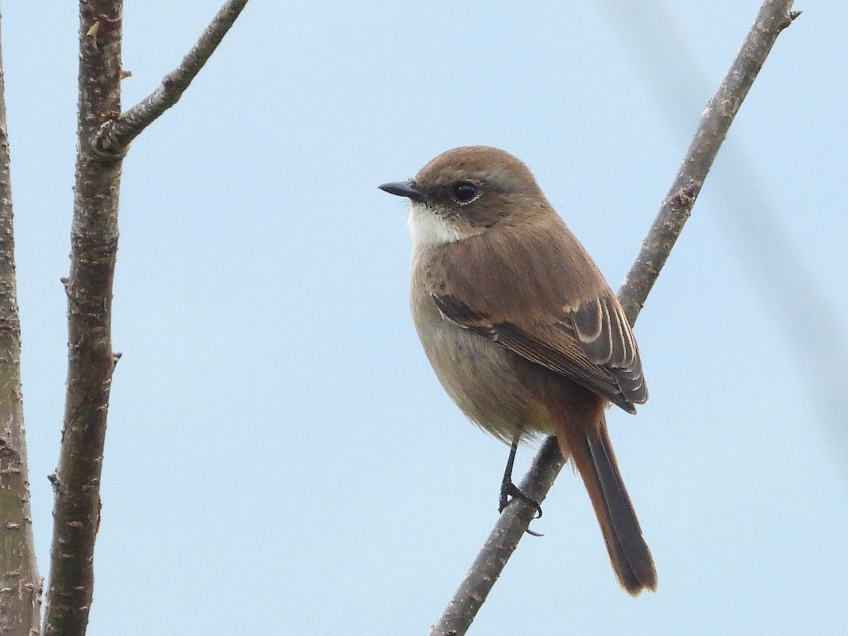 Gray Bushchat - ML638350299