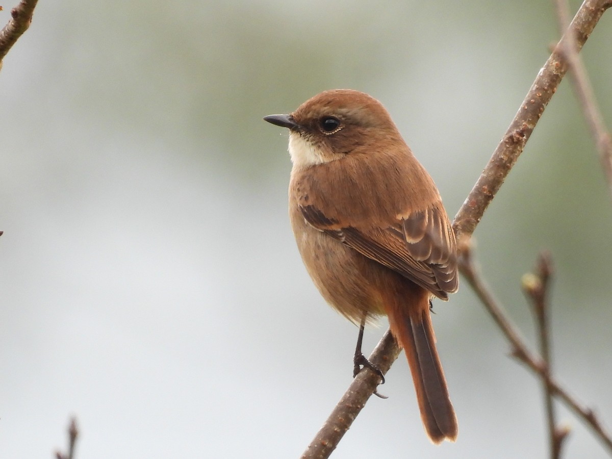 Gray Bushchat - ML638350300