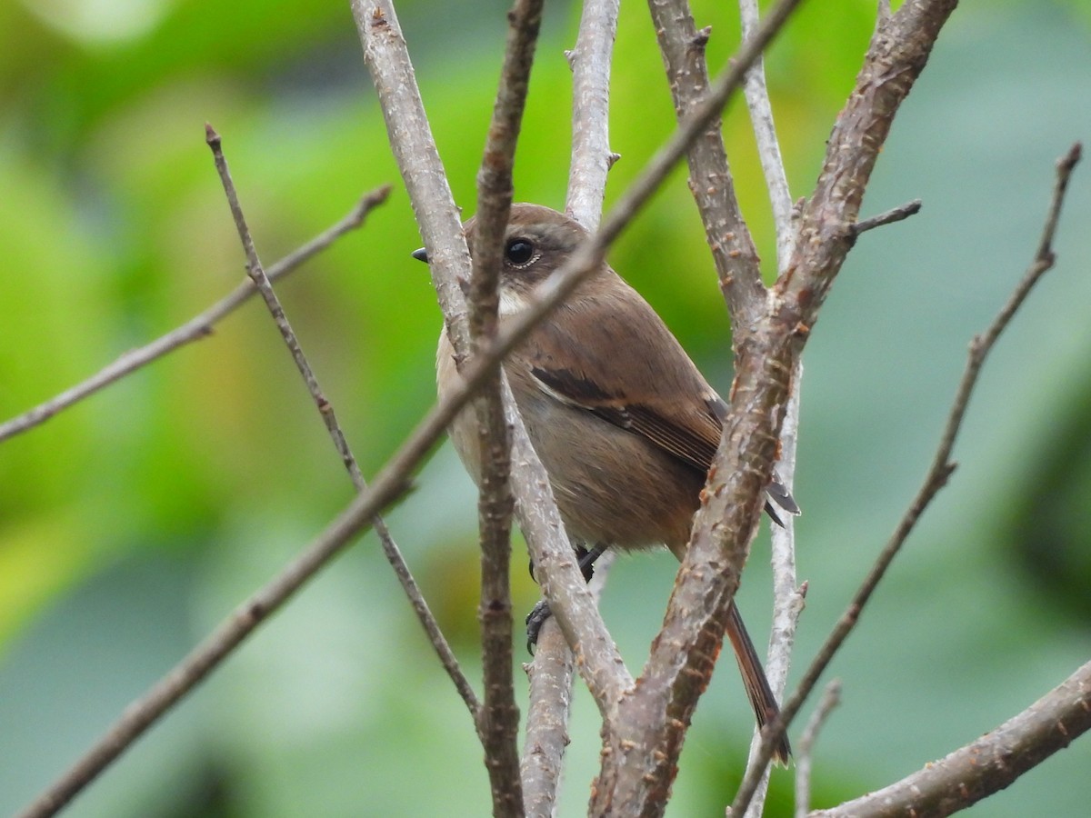 Gray Bushchat - ML638350301