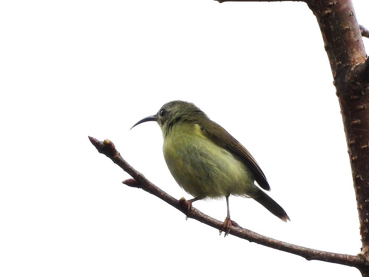 Black-throated Sunbird - ML638350304