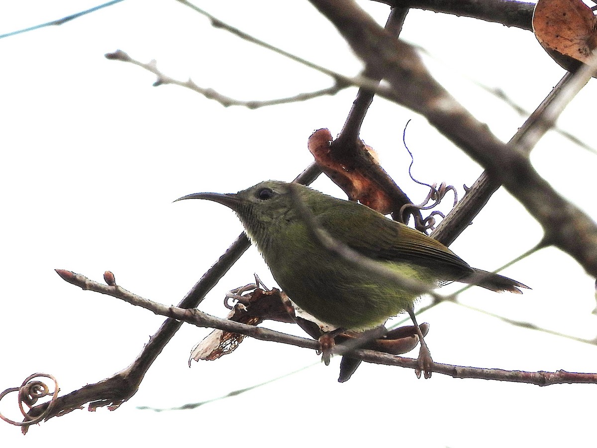 Black-throated Sunbird - ML638350305
