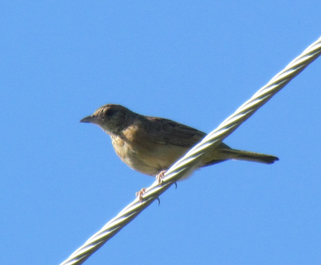African Pipit - ML638350306
