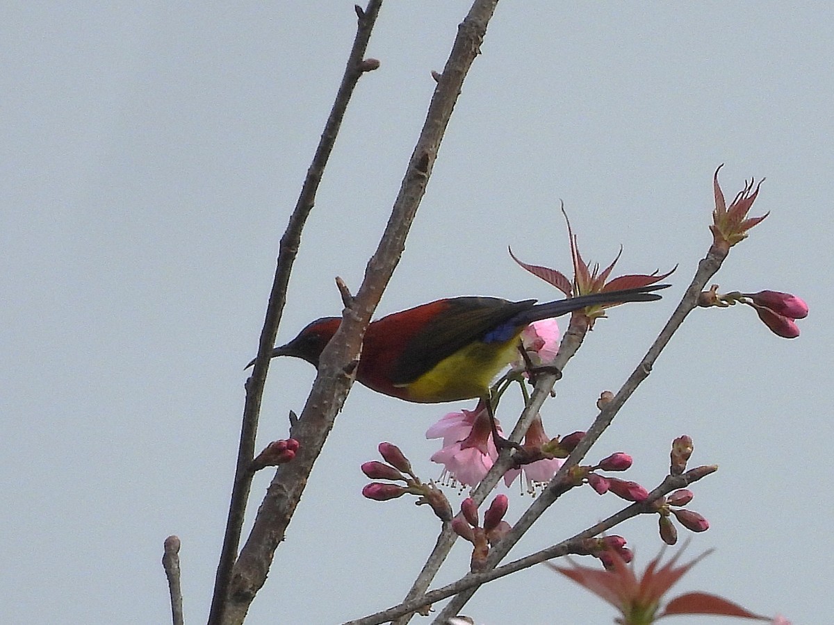 Mrs. Gould's Sunbird - ML638350308