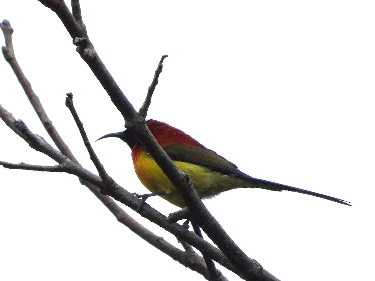 Mrs. Gould's Sunbird - ML638350309
