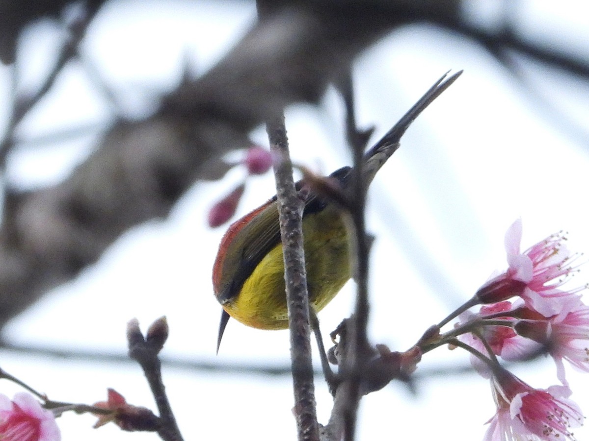 Mrs. Gould's Sunbird - ML638350310