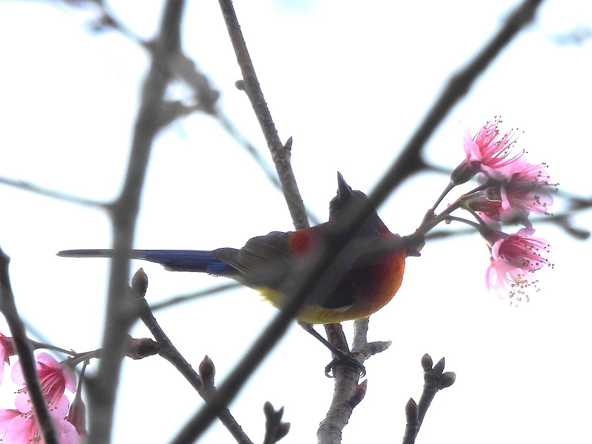 Mrs. Gould's Sunbird - ML638350312