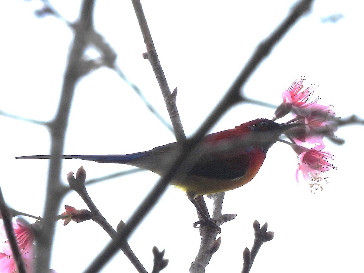 Mrs. Gould's Sunbird - ML638350314