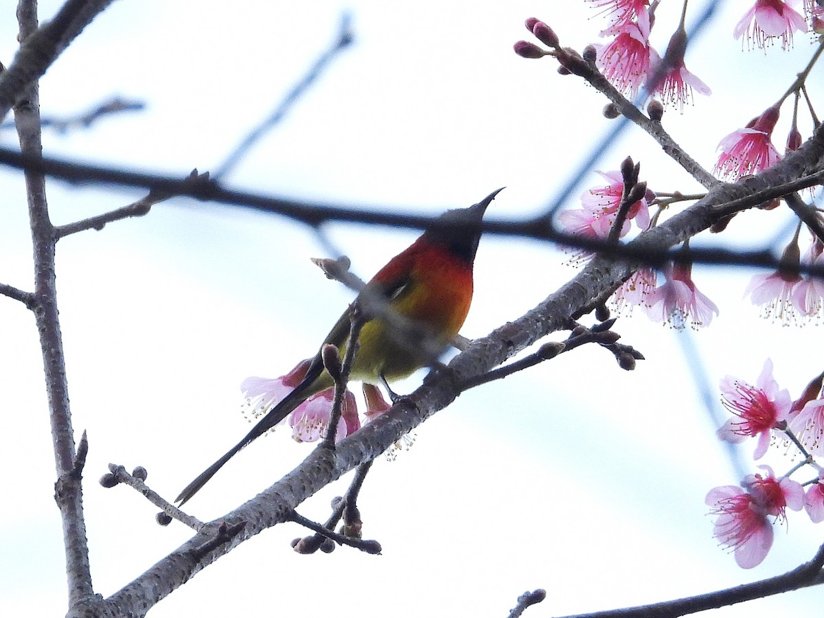 Mrs. Gould's Sunbird - ML638350315