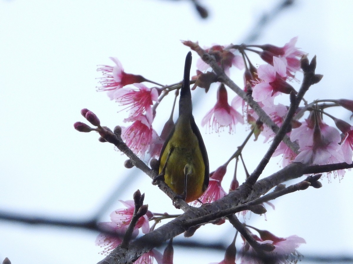 Mrs. Gould's Sunbird - ML638350316