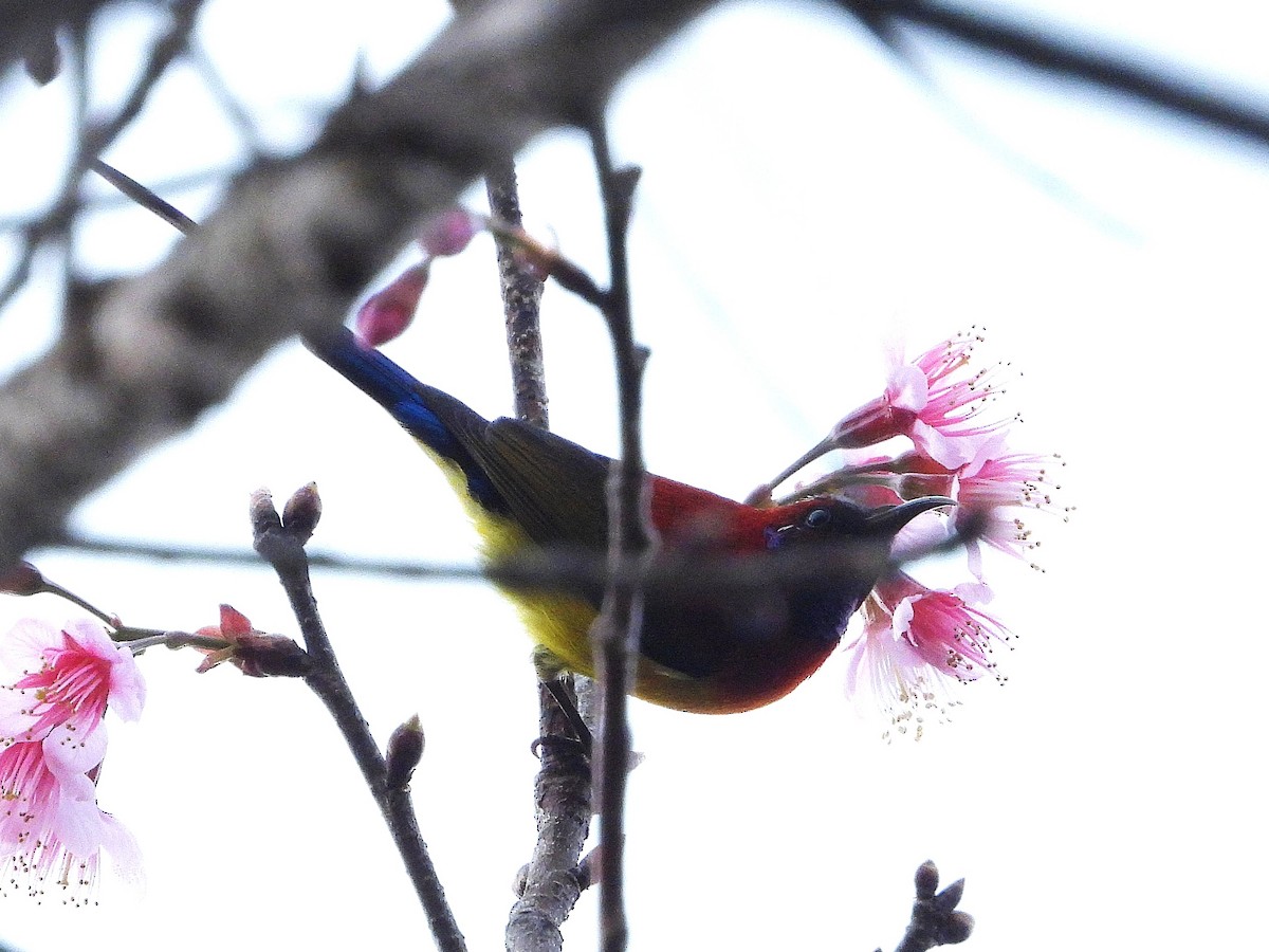 Mrs. Gould's Sunbird - ML638350317