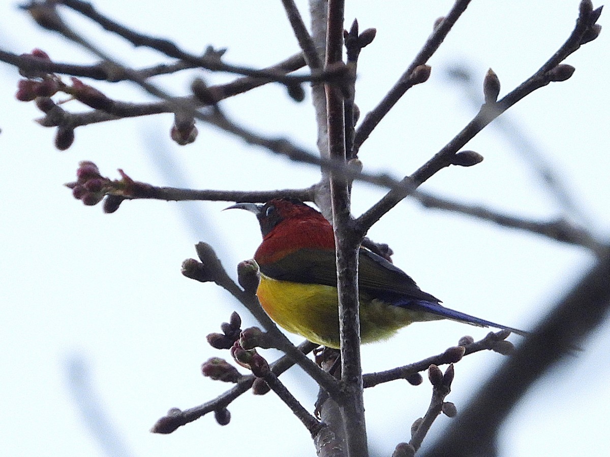 Mrs. Gould's Sunbird - ML638350318