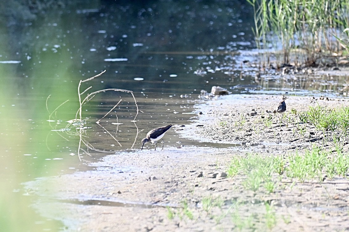 Green Sandpiper - ML638350328