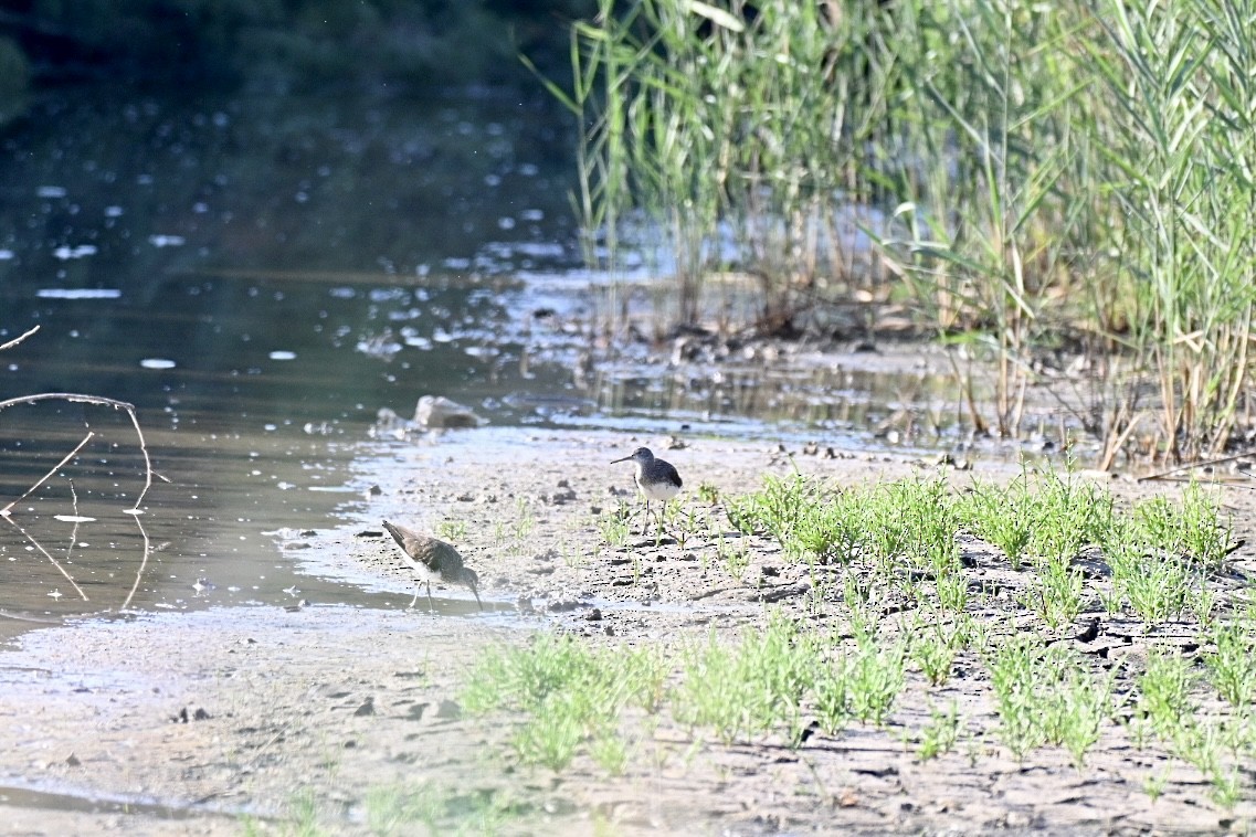 Green Sandpiper - ML638350329