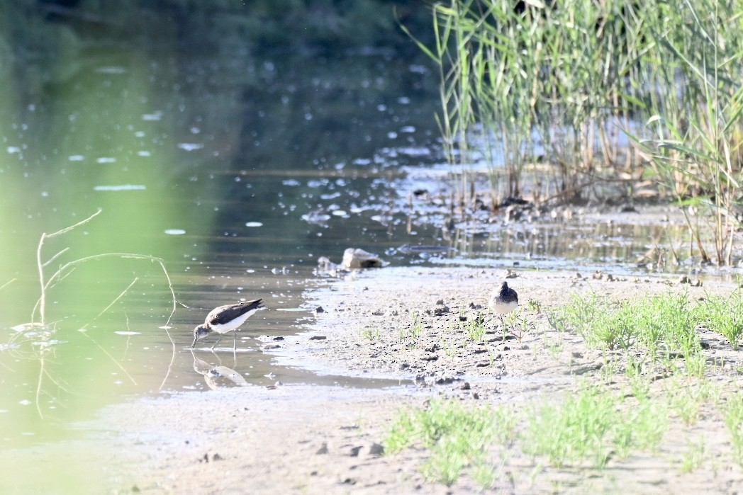 Green Sandpiper - ML638350330