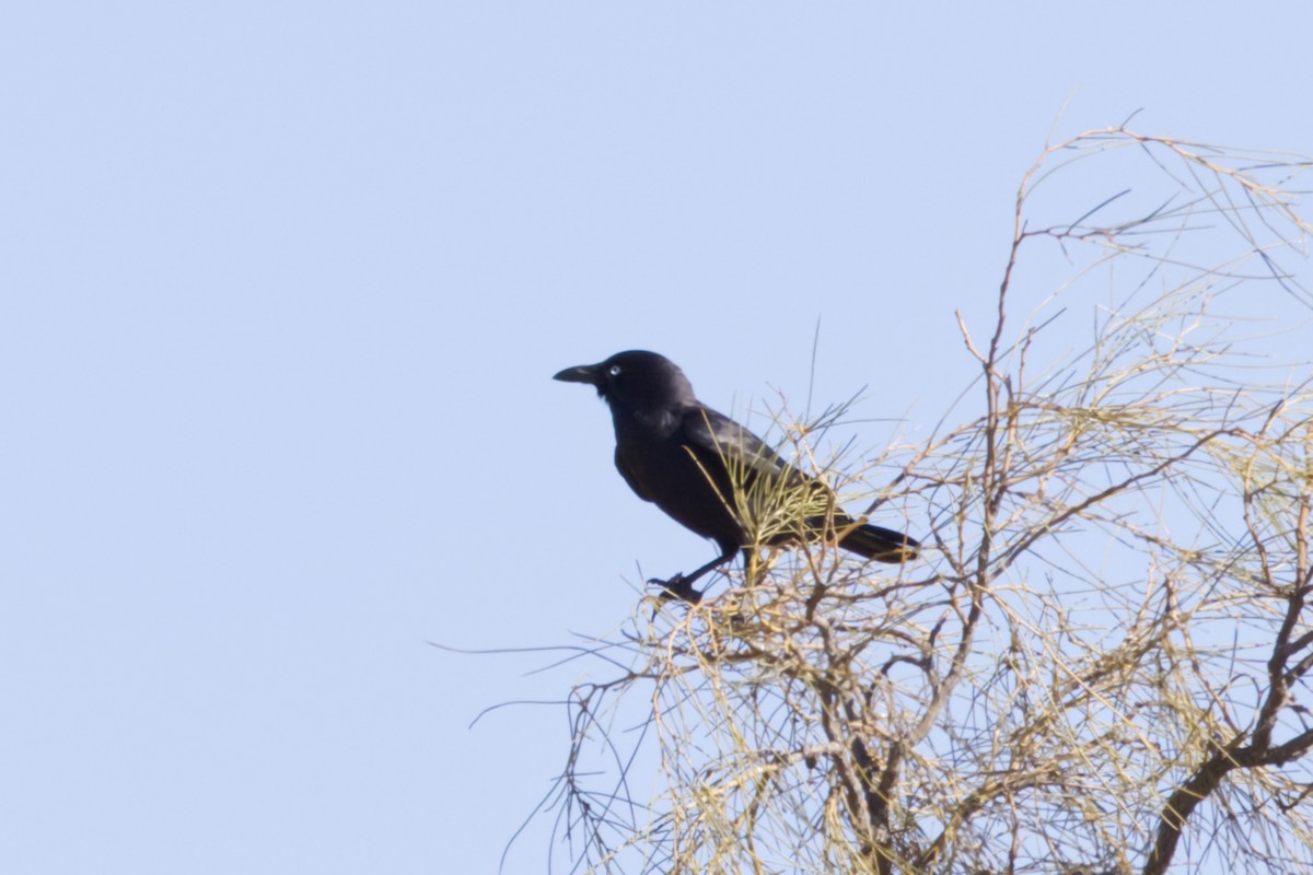 Little Crow - ML638350342