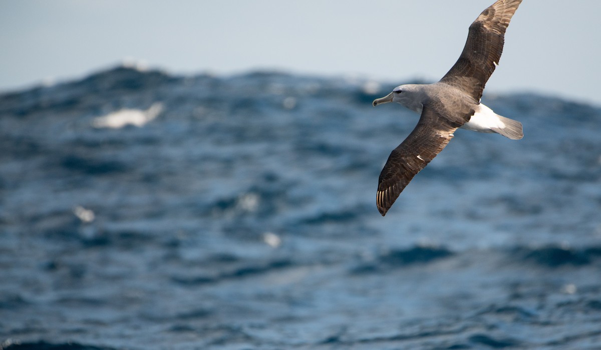 Salvin's Albatross - ML638350353