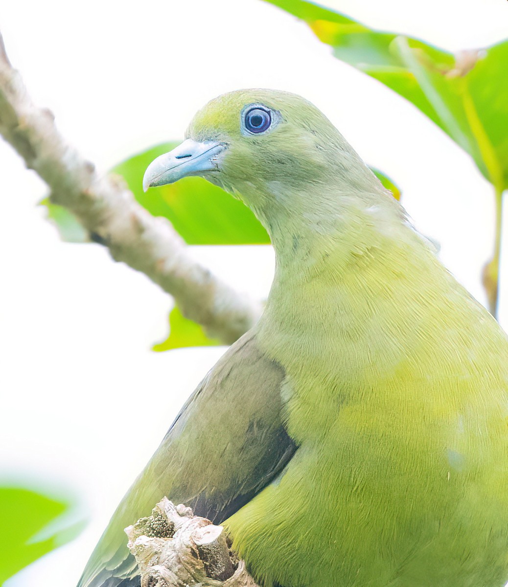 Whistling Green-Pigeon - ML638350361