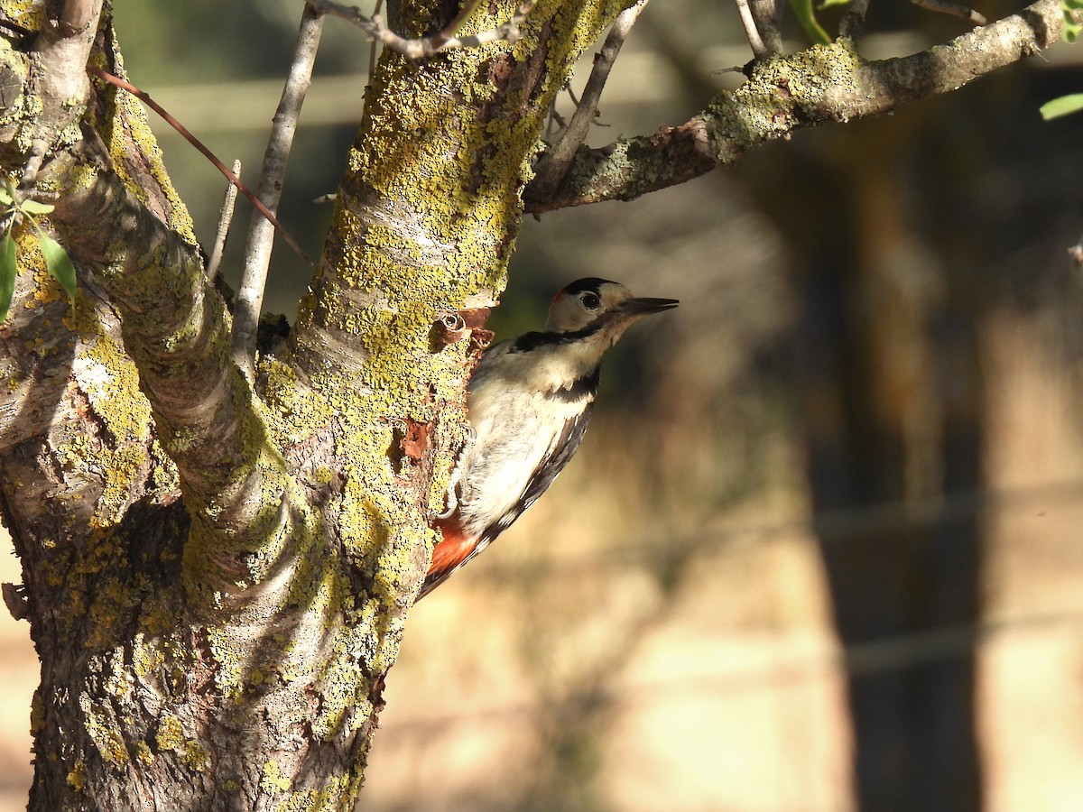 Syrian Woodpecker - ML638350393