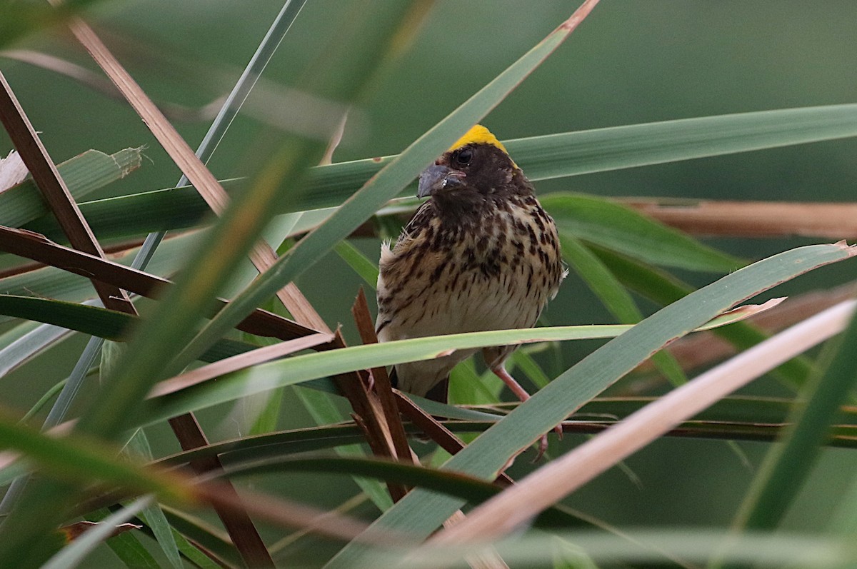 Streaked Weaver - ML638350397