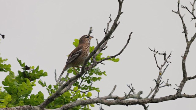 White-browed Scrub-Robin (Red-backed) - ML638350414