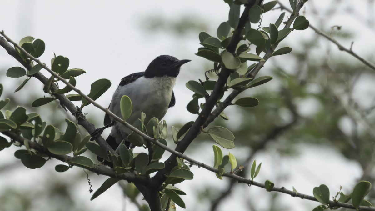 Eastern Violet-backed Sunbird - ML638350431