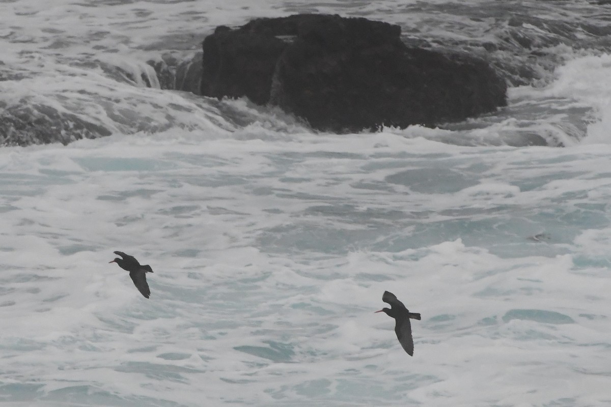 Sooty Oystercatcher - ML638350441