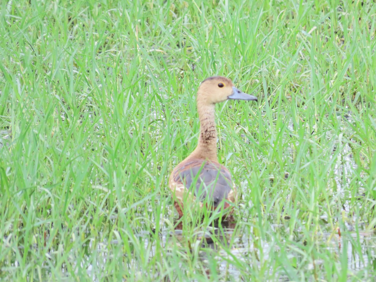 Lesser Whistling-Duck - ML638350448