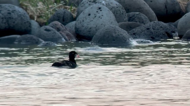Surf Scoter - ML638350452