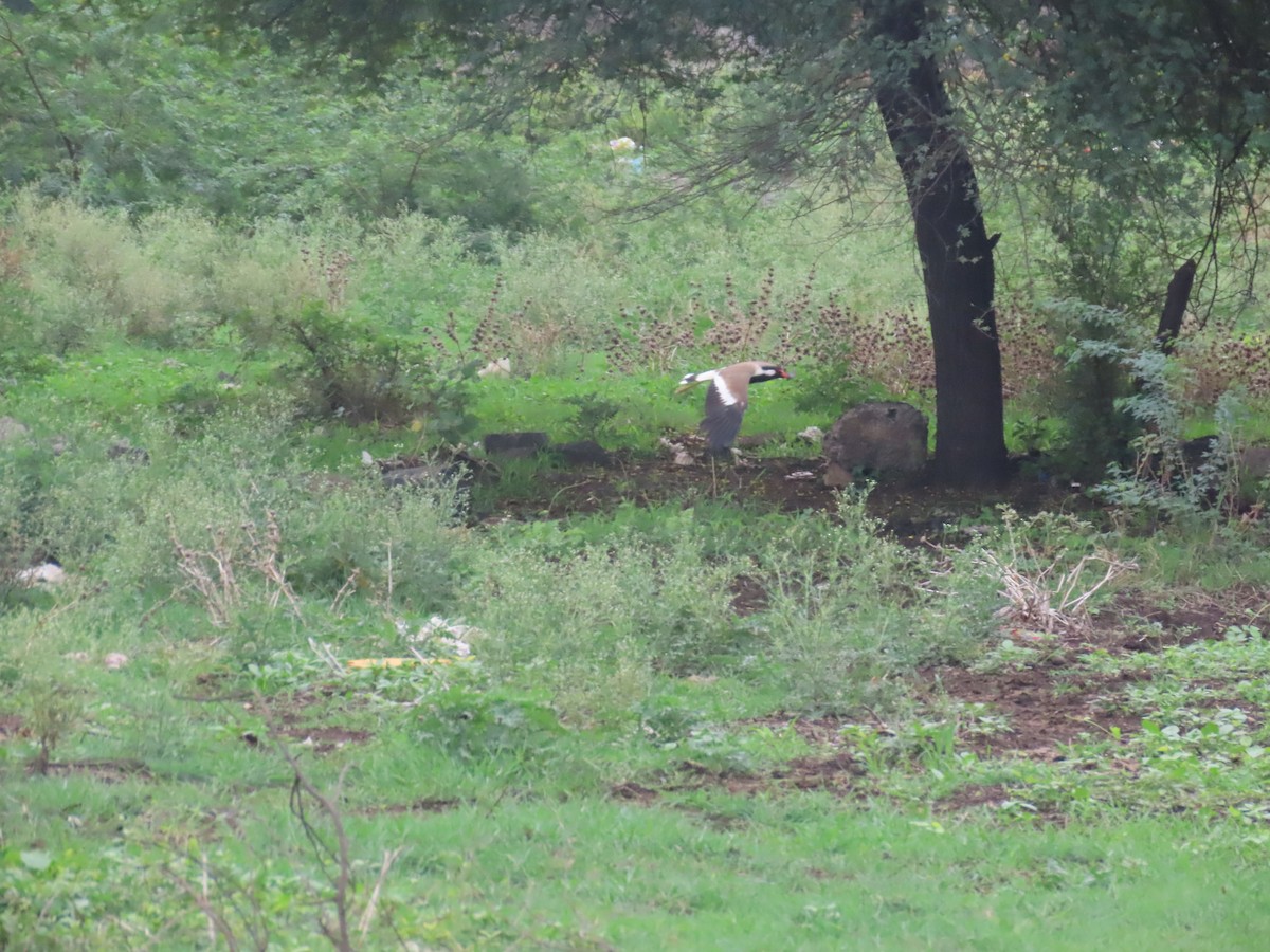Red-wattled Lapwing - ML638350480