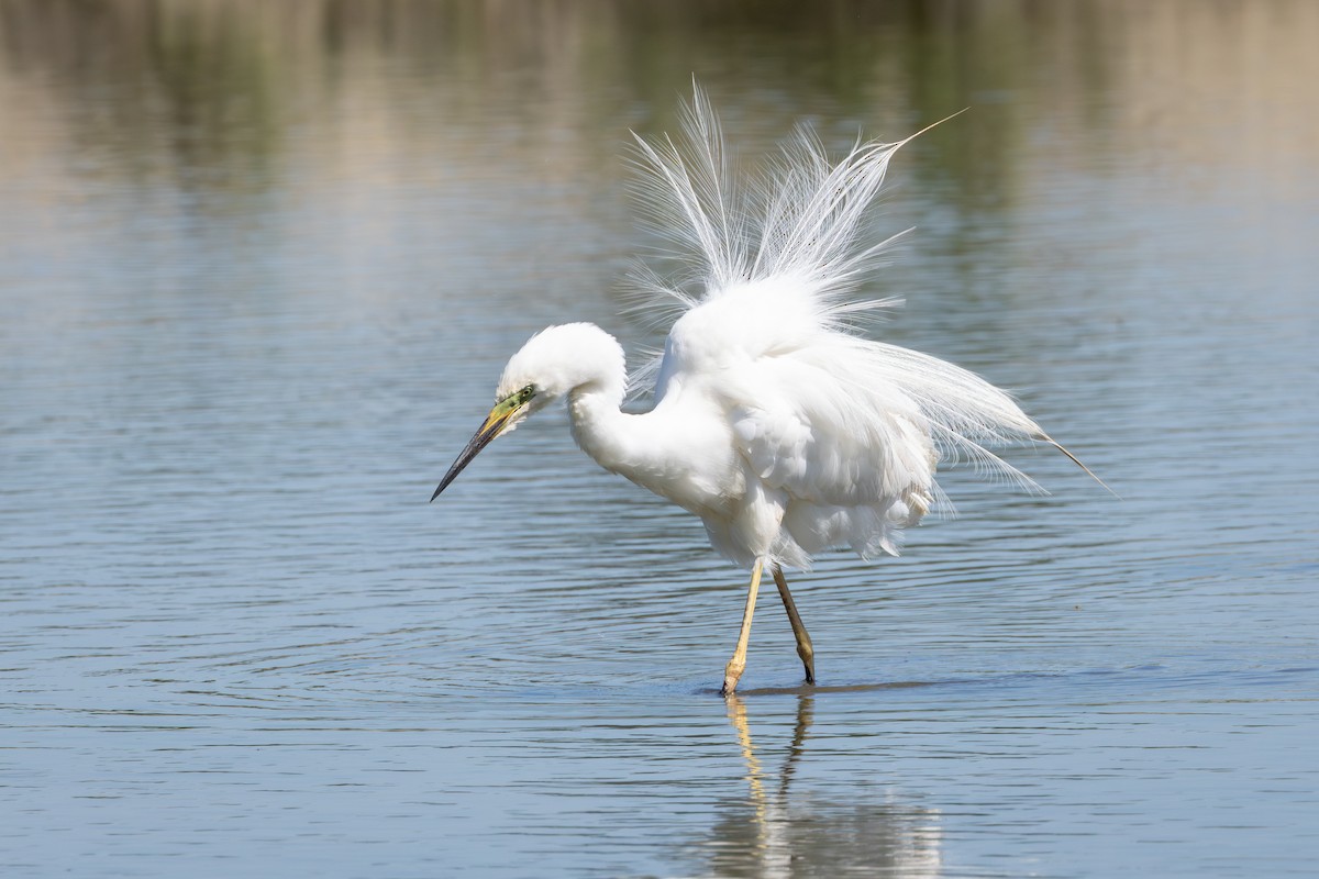 Grande Aigrette - ML638350499